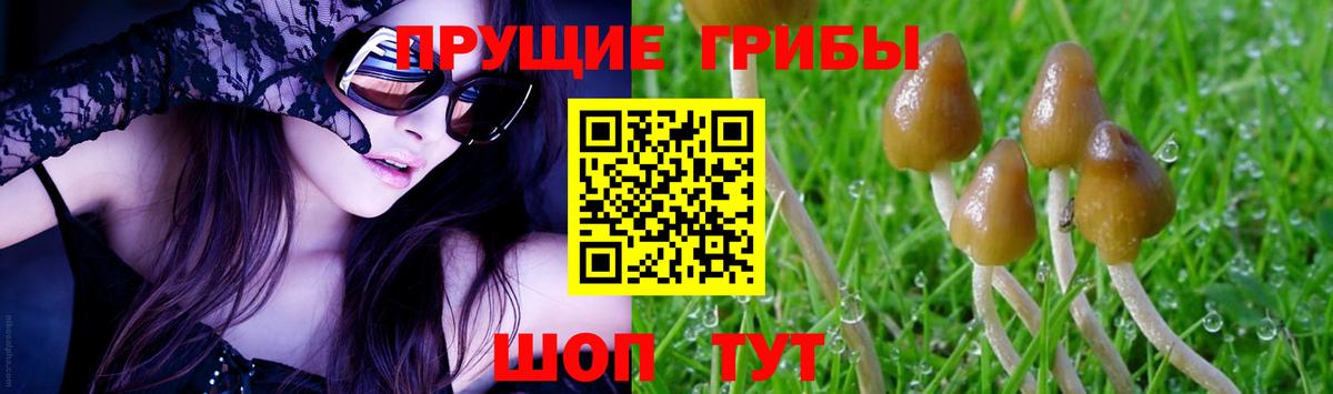 Галлюциногенные грибы Psilocybe Ахтубинск